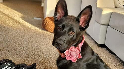 Elegant little tail Pink Girl Dog Collar for Female Dogs, Pet Collar Adjustable Dog Collars with Flower Gift for Medium Dogs