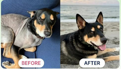 K9Power Show Stopper – Awarded #1 Dog Skin & Coat Product – Supports Allergy Relief, Itchy Skin, Shedding, Dull Coat – Salmon Oil, Collagen, Kelp, Zinc, Probiotics, Beet Juice, Vitamin C