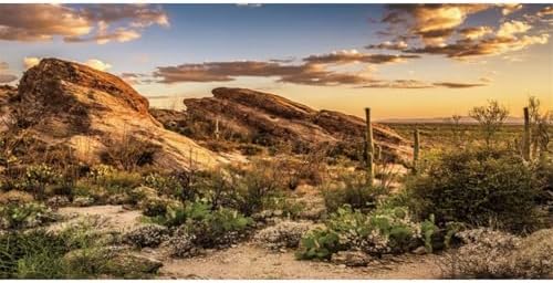72x24 in Desert Reptile Habitat Backdrop Oasis Cactus Terrarium Background