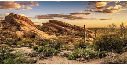 72x24 in Desert Reptile Habitat Backdrop Oasis Cactus Terrarium Background
