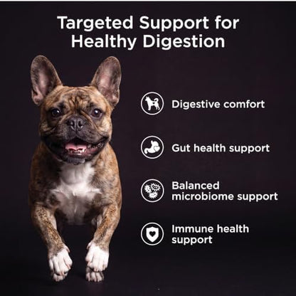 Go! Solutions Digestion + Gut Health Salmon Dry Dog Food, 22 lb