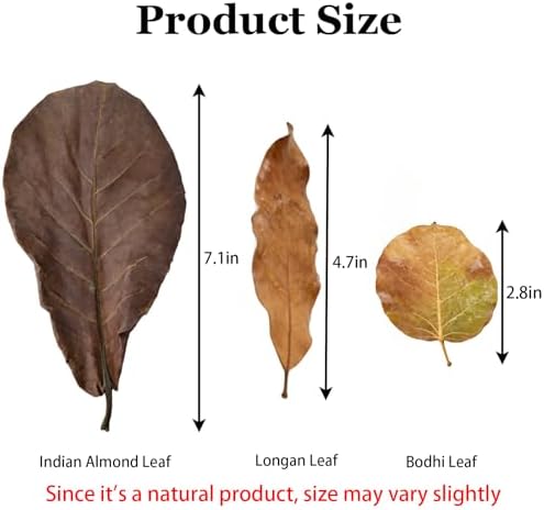 120Pcs Leaf Litter Reptiles Indian Almond & Longan Moneta Leaves