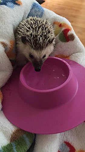Tip-Proof Ergonomic Pet Bowl for Guinea Pig and Other Small Pets, 1/4-Cup Small Size, Lilac (Purple) (Pack of 2)