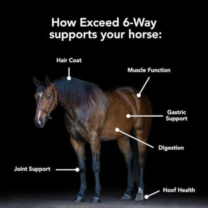 MVP Exceed 6-Way High Level Performance Horse Support Pellets. Joint, Hoof, Hair, Gastric, Digestion and Muscle Support (50lb).