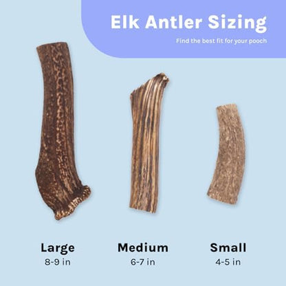 Good Trouble Premium Elk Antlers for Medium Dogs – 1 Pack Whole - Shed Antler Chews for Dental Health & Calming- Durable Dog Bones for Aggressive Chewers - Cruelty-Free, North American Sourced