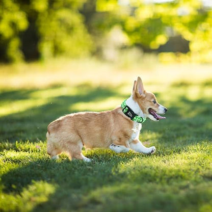 Spring Summer Green Goose Print Dog Collar for Small Dogs