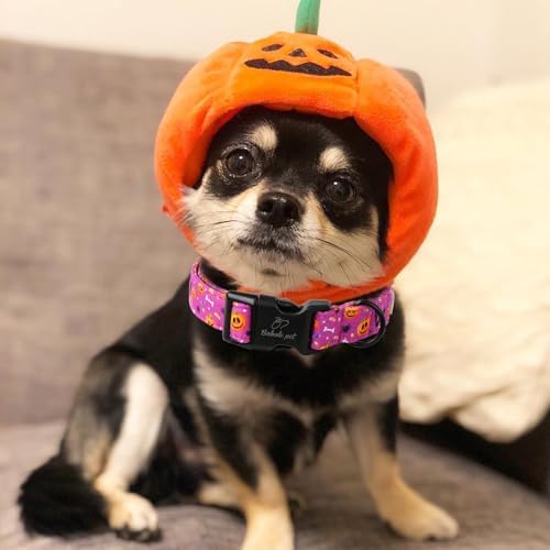 Halloween Dog Collar, Purple Pumpkin Bat Print Puppy Collar XS