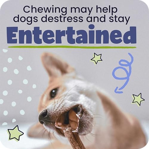 Pawstruck Natural 7” Braided Bully Sticks for Dogs, Tough Long-Lasting, Rawhide-Free, Low Odor, Healthy Single Ingredient Chew Treat for Aggressive Chewers, 10 Count, Packaging May Vary