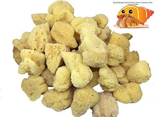 4 Jumbo Natural Hermit Crab Sea Sponges, Water Dish, Humidity & Habitat