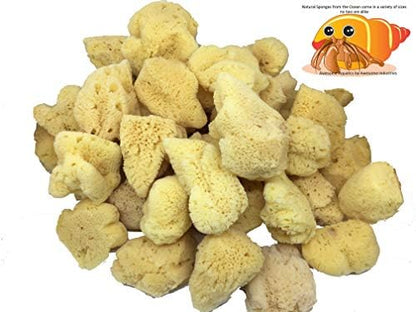 4 Jumbo Natural Hermit Crab Sea Sponges, Water Dish, Humidity & Habitat