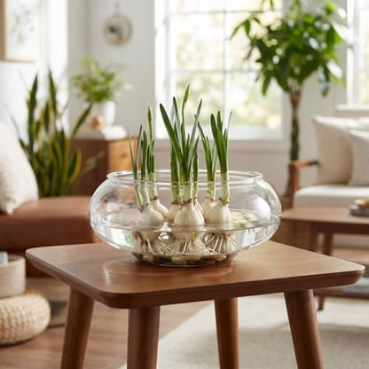 GANAZONO Clear Fish Bowl Vase Bubble Round Planter Terrarium Fish Bowl Aquatic Plant Pot Daffodil Pot Hydroponic Planter Tank Aquarium (Pack of 2)