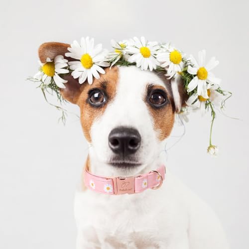 Spring Dog Collar, Cute Pink Daisy Femal Pet Collar with Metal Buckle, Durable Adjustable Designer Dog Collars for Small Medium Large Dogs L