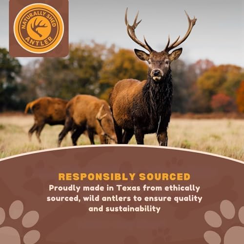 WhiteTail Naturals 2 Pack Whole Deer Antlers for Dogs, Large 7 Inches