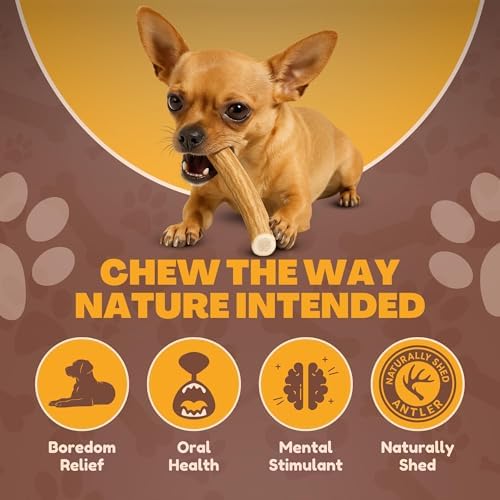 WhiteTail Naturals 12 Pack Whole Deer Antlers for Petite Dogs Up to 15 LBS
