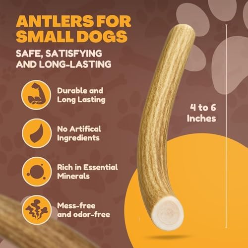 WhiteTail Naturals 10 Pack Whole Deer Antler Chews for Small Dogs - 4-6"