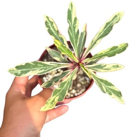 Rare Variegated Crown of Thorns Live Plant - Indoor Cactus Succulent Gift
