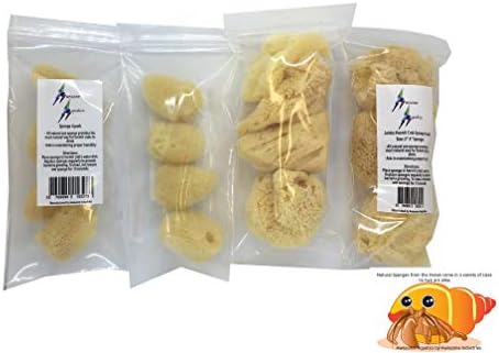 4 Jumbo Natural Hermit Crab Sea Sponges, Water Dish, Humidity & Habitat
