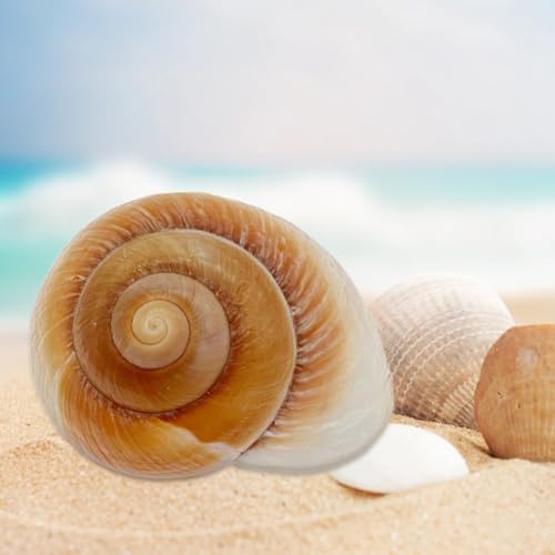 NIIIYTYB Large Hermit Crab Shells Extra Shells 2.7~3.5 Inch Big Empty Natural Sea Conch for Crabs Ideal Hermit Crab Supplies for Shell Changing and Habitat Enrichment