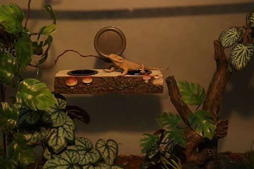 AQUA KT Reptile Gecko Feeding Ledge Food Water Bowl with 2 Feeding Cups