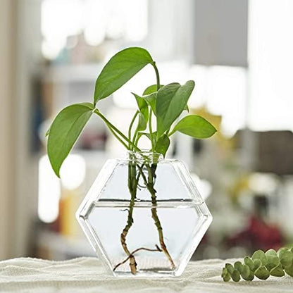 Glass Wall Planters 6PcsTerrarium Hanging Air Plant Holders Containers for Hydroponics Plants, Succulents, Herbs, Flowers (Hexagon)