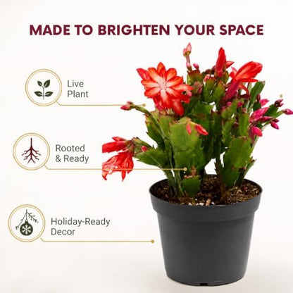 Christmas Cactus Live Plant - 8 Inch Rooted Indoor Holiday Houseplant