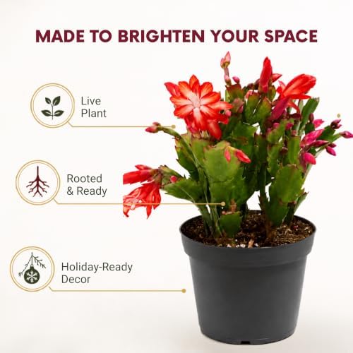 Christmas Cactus Live Plant - 8 Inch Rooted Indoor Holiday Houseplant