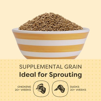 Scratch and Peck Feeds | Barley | Poultry & Livestock Grain | 40 lb Bag