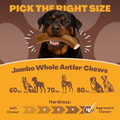 WhiteTail Naturals 2 Pack Monster XXL Deer Antlers for Giant Dogs - 7-8"