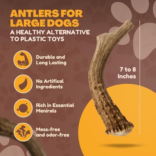 WhiteTail Naturals XL Whole Deer Antler for Extra Large Dogs - 7-8"