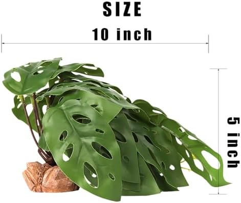 Swiss Cheese Reptile Terrarium Plants for Ball Python Snake Gecko