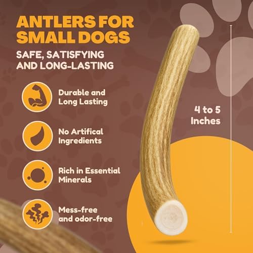 WhiteTail Naturals 12 Pack Whole Deer Antlers for Petite Dogs Up to 15 LBS