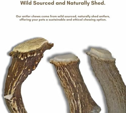 WhiteTail Naturals 3 Pack Whole Deer Antlers for Large Dogs - 7 Inches