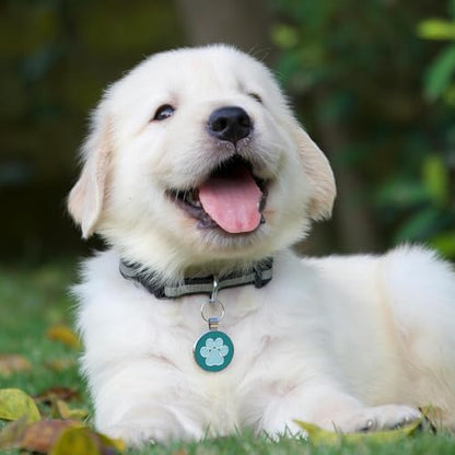 MYLUCKYTAG QR Code Pet ID | Personalized Dog & Cat Collar Tag | Online Profile with Instant Scanned Location Alert Email