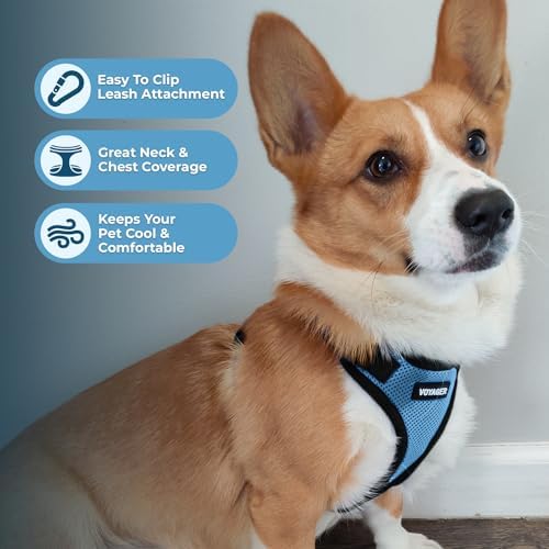Voyager Step-in Lock Dog Harness - Baby Blue/Black Trim, X-Large