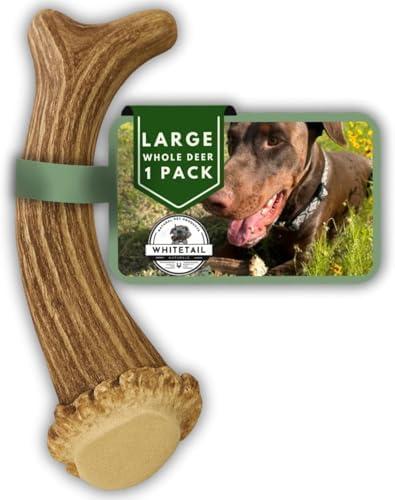 WhiteTail Naturals Whole Deer Antler Chew for Large Dogs - 7"