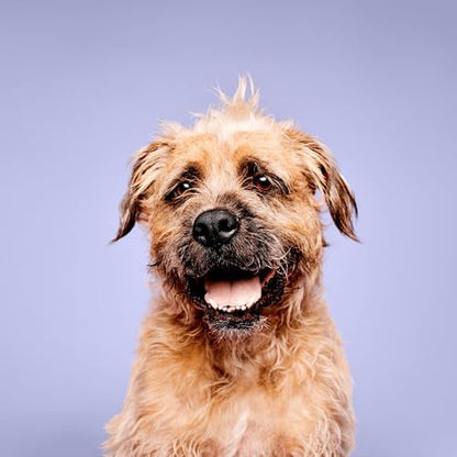 Paul Mitchell Pet Calming Lavender Mint Shampoo, Botanical-Infused Dog Shampoo, 16.9 fl oz