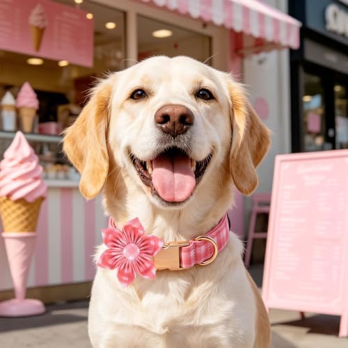 Pink Gingham Dog Collar with Flower for X-Large Female Dogs