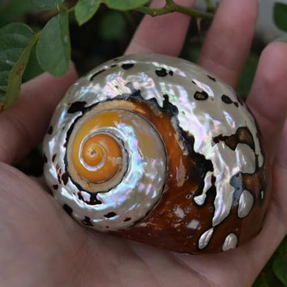 2pcs Hermit Crab Shells Large, Big Size Opening 1.3-1.9" Natural Sea Conch