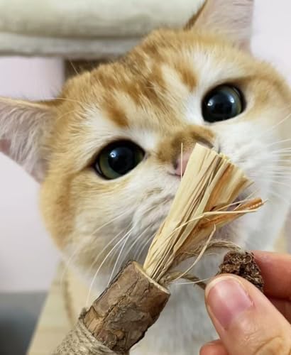 6Pcs Silvervine Sticks for Cats with Catnip Bag, Cat Chew Toys for Teeth Cleaning and Anxiety Relief, Natural Dental Care Kit for Indoor Cats & Kittens