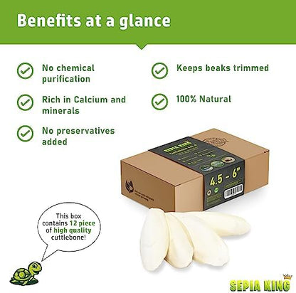 Sepia King - Medium - 100% Natural Calcium Supplement - Premium Cuttlebone Perfect for Birds, Tortoises, Snails, Reptiles - 12 Pack