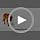 Elevated Dog Bed, Raised Dog Bed for Large Dogs, Cooling Dog Cots Beds