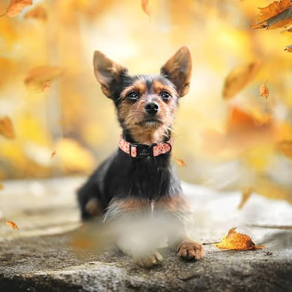 Fall Dog Collar, Cute Football Pattern Puppy Collar XS