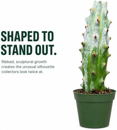 Ghost White Boobie Cactus Live Plant - Fully Rooted Rare Succulent Cutting