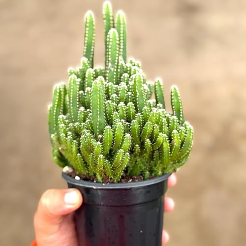 Fairy Castle Cactus Live Plant - Indoor Succulent Decor (Heat Pack)