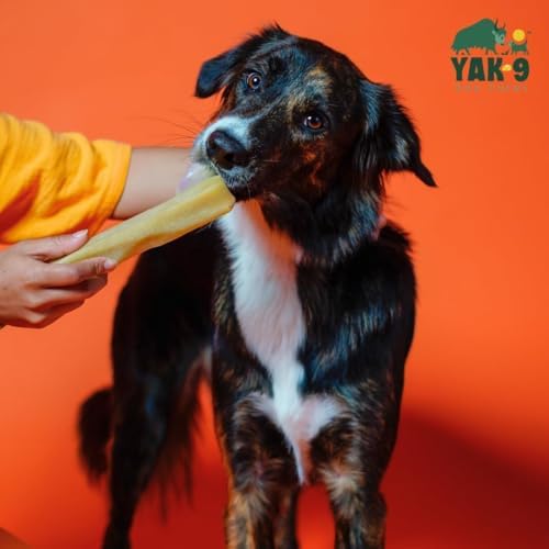 Yak9 Yak Cheese Himalayan Dog Chews, Pumpkin | High Protein, High Fiber Pumpkin Treats for Dogs | Long Lasting, Non GMO, Gluten Free, Grain Free | Large Size,1 PC
