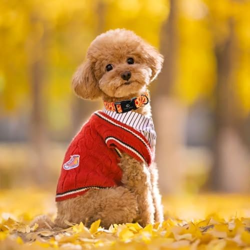Lionet Paws Orange Dogs Collar Fall, Red Leaves Collars with Quick Release Buckle for Boy and Girl Female Dogs, Medium, Neck 13.5-22 inches