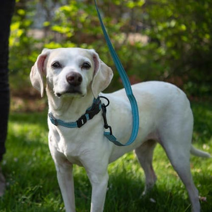 Best Pet Supplies Voyager Nylon Dog Leash - 6ft Baby Blue, Large
