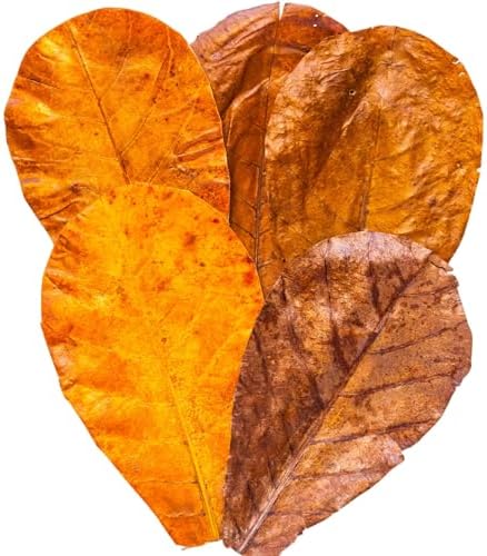 Leaf Litter for Snakes – 30 Pcs Indian Almond Catappa Leaves 8" for Reptile Tanks, Corn Snake & Ball Python, Natural Bioactive Vivarium Substrate, Terrarium Bedding & Habitat Decor