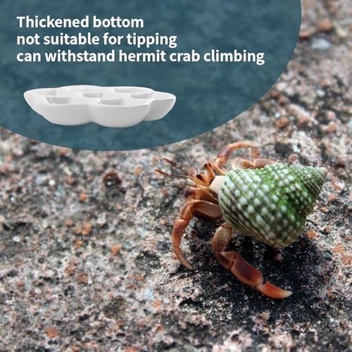 5.51" Hermit Crab Ceramic Food Dish for Hermit Crab