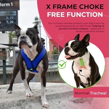 Gooby Comfort X Head-in Dog Harness, Choke-Free, Blue, Small